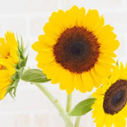 イラストレーター山田花菜さんのオリジナルキャラクター ピナくん がｌｉｎｅのスタンプに 神奈川 東京多摩のご近所情報 レアリア