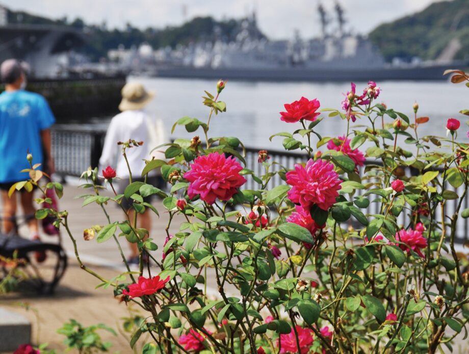 「秋のローズフェスタ」横須賀ヴェルニー公園で華麗なバラ1700株が開花　9月23日からイベントも開催予定