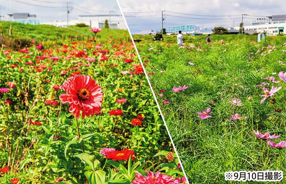 百日草と秋桜の共演は9月下旬が見頃に＠平塚市イシックス馬入のお花畑