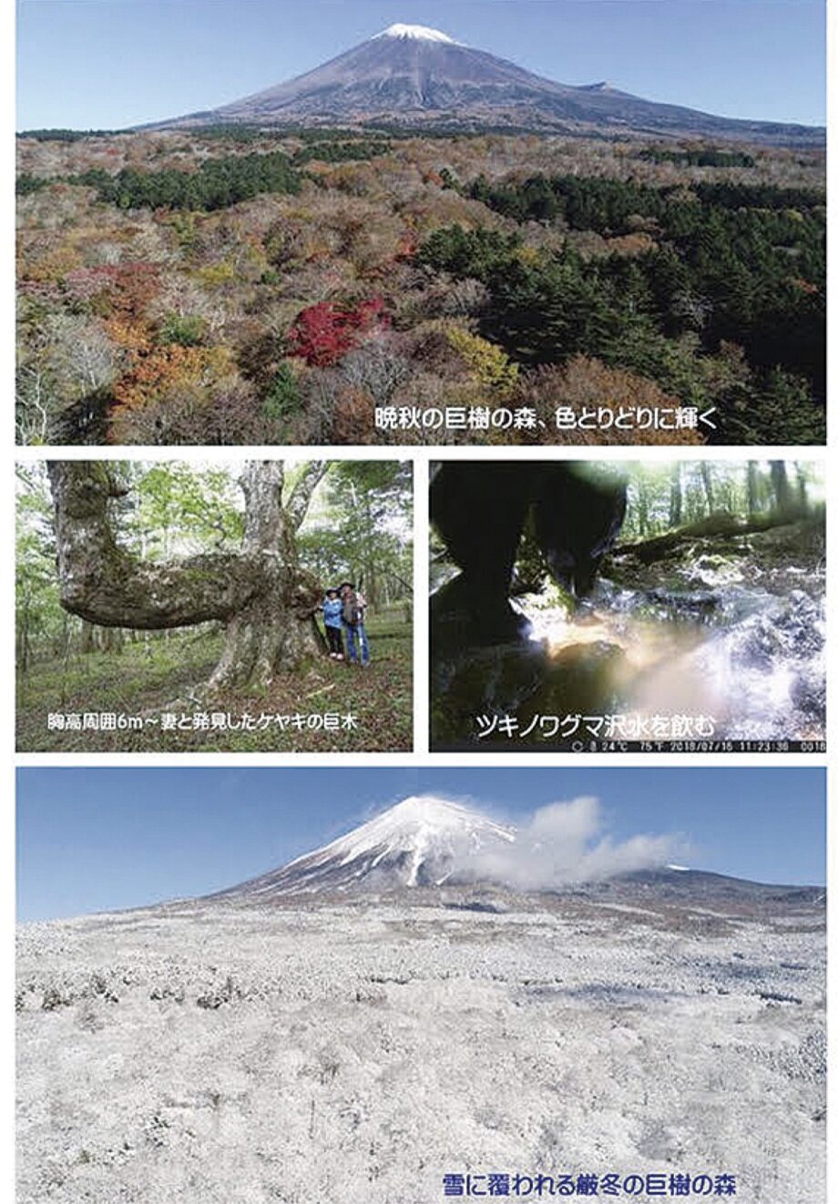 写真展「富士山からの贈り物・巨樹の森の四季」@丹沢美術館