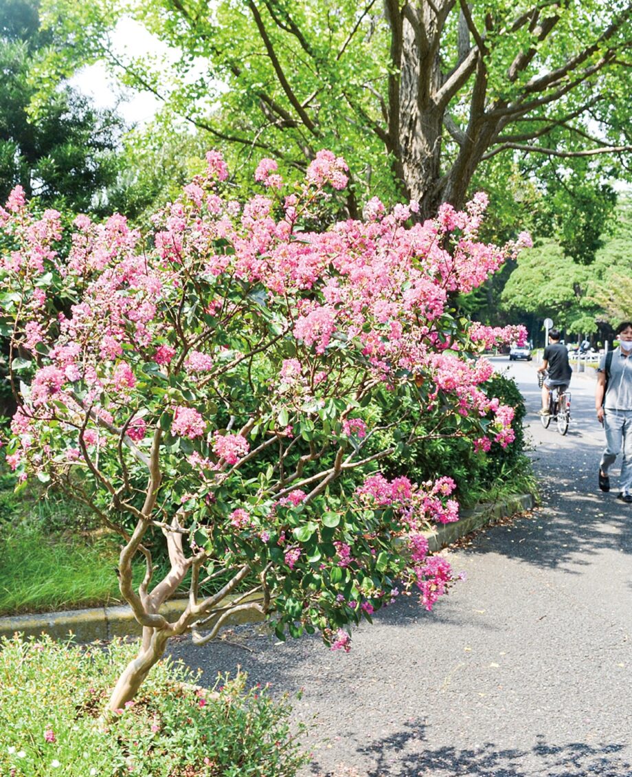 桃色映えるサルスベリ 園内各所で見頃を迎える@横浜市神奈川区 三ツ沢公園