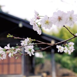 秋空にサクラ咲く＠ 横浜市泉区新橋町・神明社