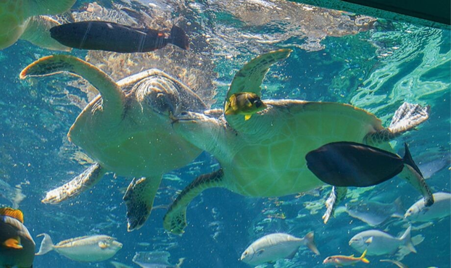 【箱根園水族館】SDGsでウミガメの餌にコンブを活用！お腹も環境もきれいに！