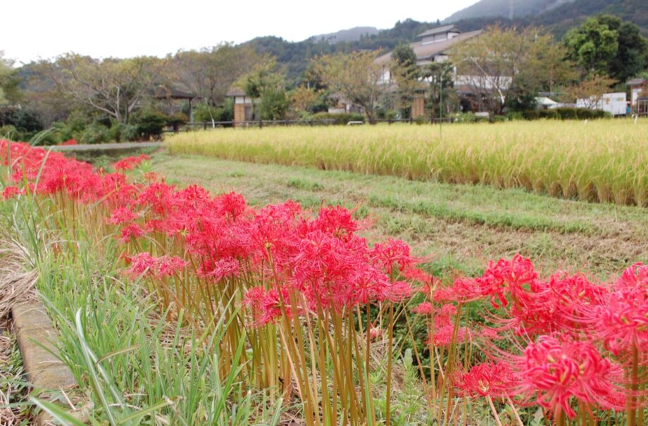 【秦野でお散歩・9月】真っ赤な彼岸花が満開 秦野市田原ふるさと公園近くで