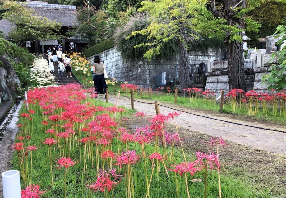 【横浜市港北区】三色の彼岸花、今年も満開に 新羽町・西方寺