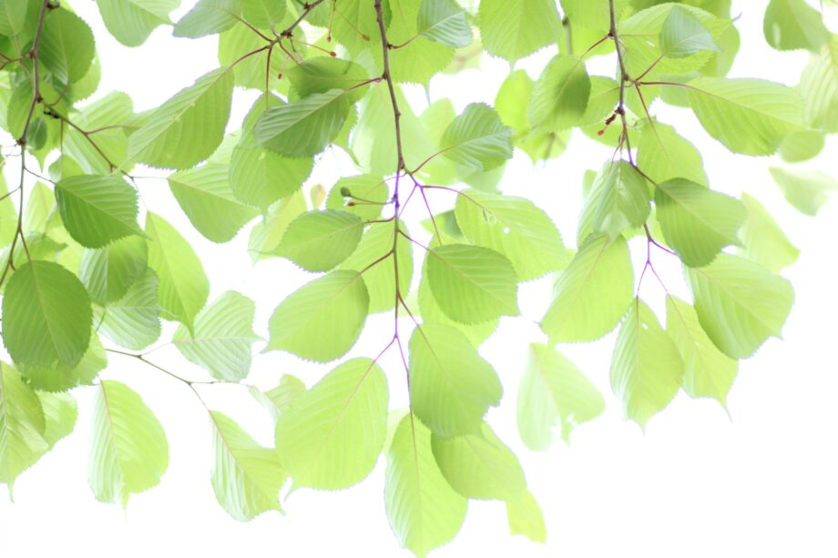 【オンラインのみ参加者募集中】11月20日の無料公開講座「熱帯植物の風変わりな形を研究する」＠横浜市立大学木原生物学研究所