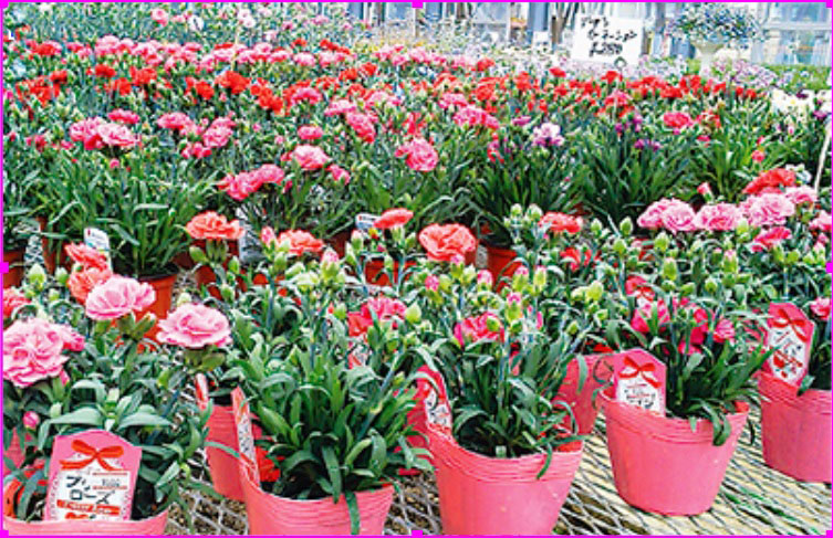 相模原市の花工房しまざきは『温室から直接あなたへ』を大切にするお花屋さんです