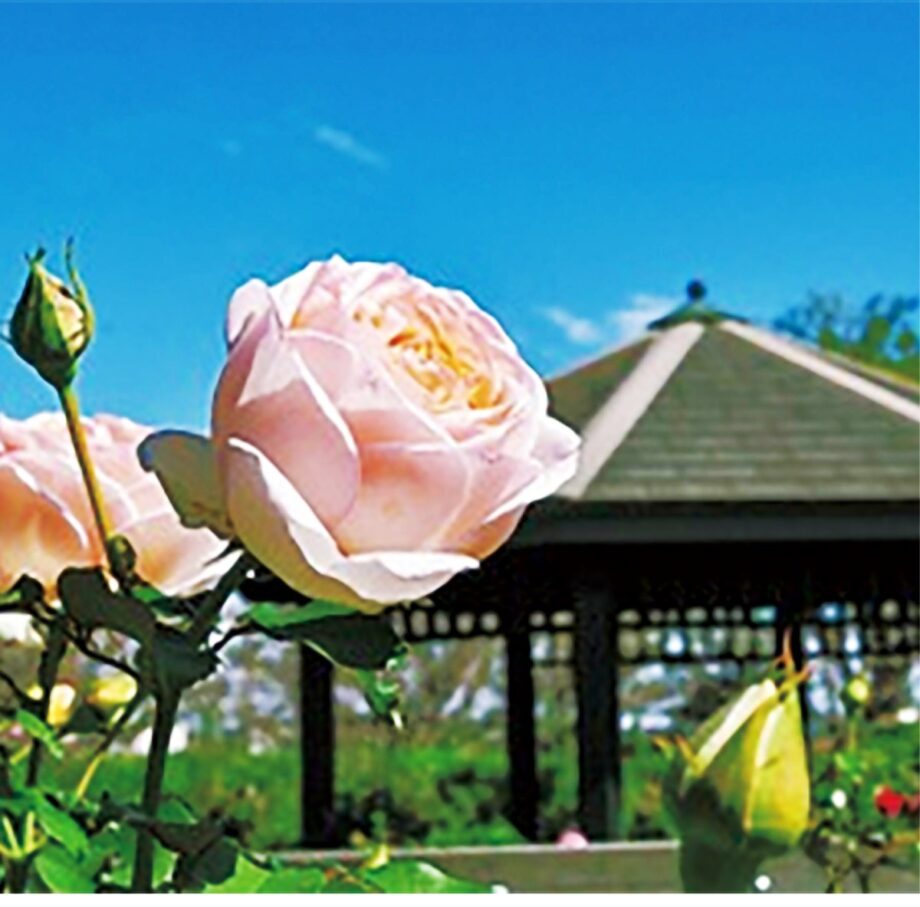 秋のバラが香る｢ローズフェスティバル2021～秋～｣花菜ガーデン＠平塚市