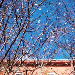 【秦野でお散歩】「十月桜」が咲き始めました