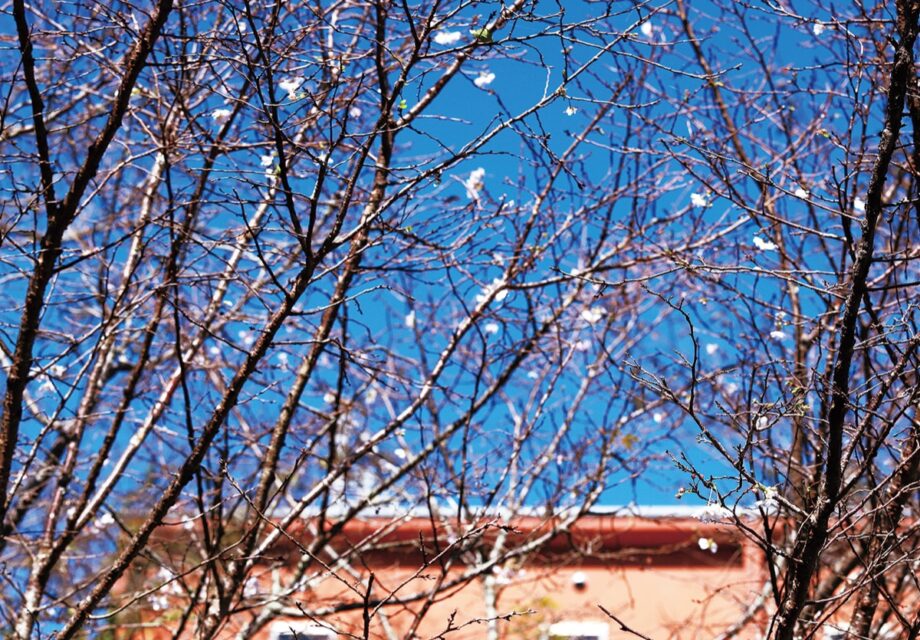 【秦野でお散歩・10月】「十月桜」が咲き始めました