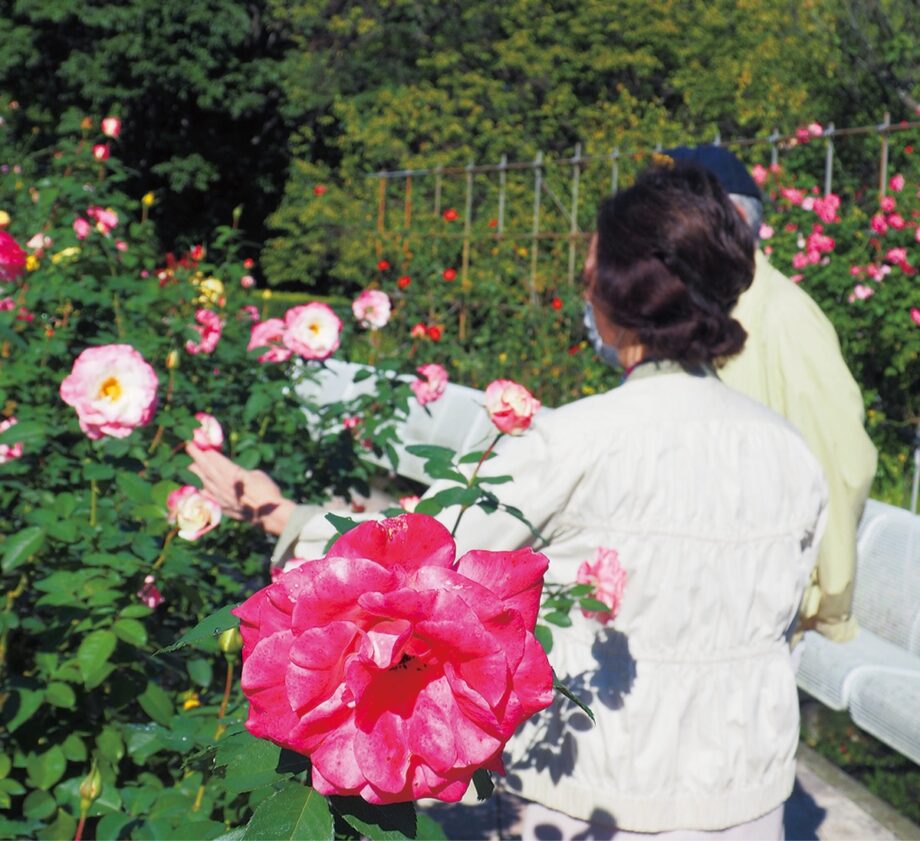 小田原フラワーガーデンで『２０２１秋ローズ』開催中！豊かな香りと色の秋バラを堪能して