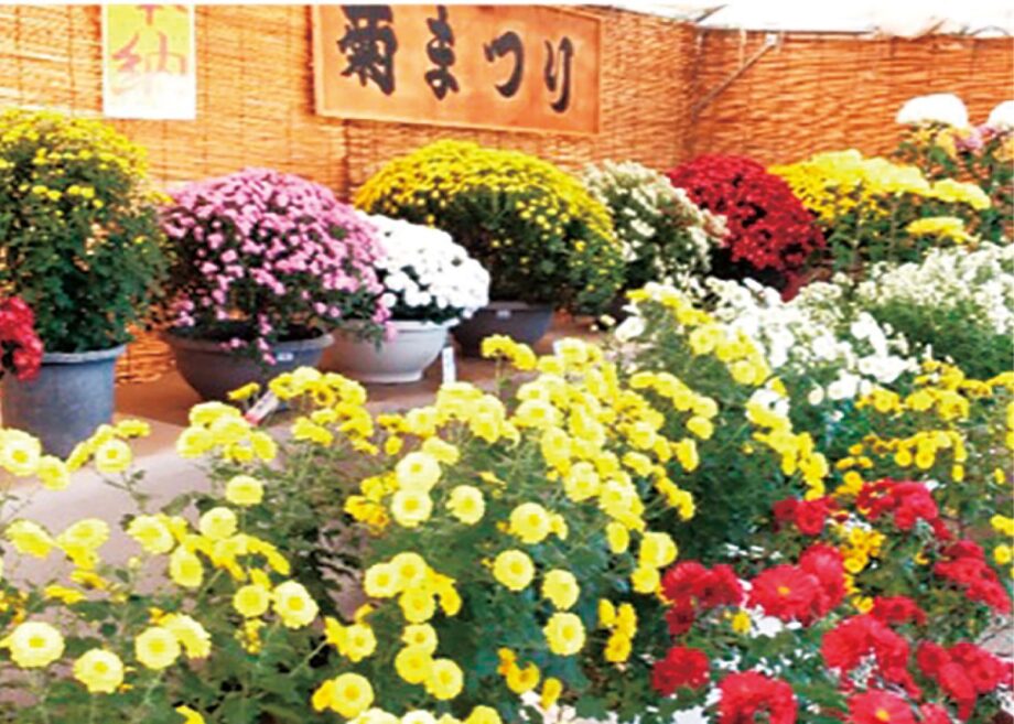 町田の木曽観音堂で2021年も「菊まつり」2022年の新春大護摩供も受付開始