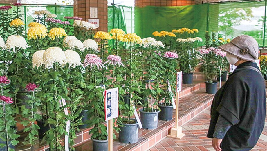 １年かけた菊が１５０鉢以上「麻生菊花大会」【11月1日～14日】 @川崎市・麻生市民館