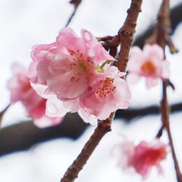 秋の｢十月桜｣が2021年も開花～川崎市中原区二ヶ領沿いに30本が淡紅色の花を咲かせる