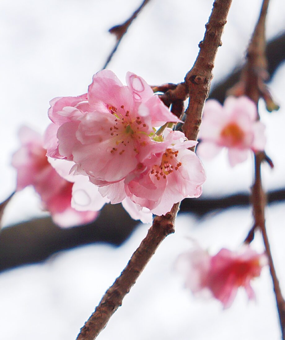 秋の｢十月桜｣が2021年も開花～川崎市中原区二ヶ領沿いに30本が淡紅色の花を咲かせる