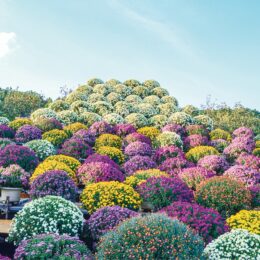 小田原久野 鈴木さん宅のざる菊園でざる菊が満開に！彩り豊かな１１種２０００株を堪能
