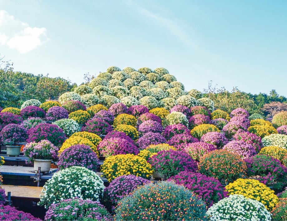 小田原久野 鈴木さん宅のざる菊園でざる菊が満開に！彩り豊かな１１種２０００株を堪能