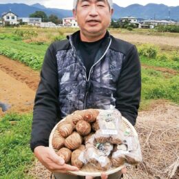 開成町の特産品サトイモ「開成弥一芋」ただ今、出荷最盛期！2021年も抜群の味