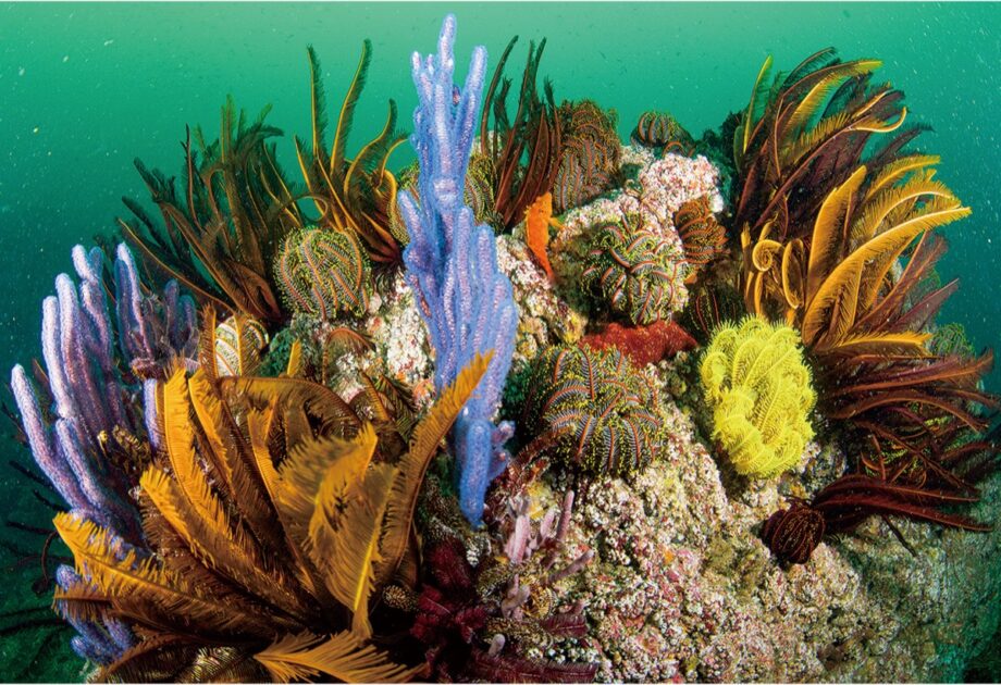 海の画廊「 珊瑚海の午後 」 - www.ioha.com.br