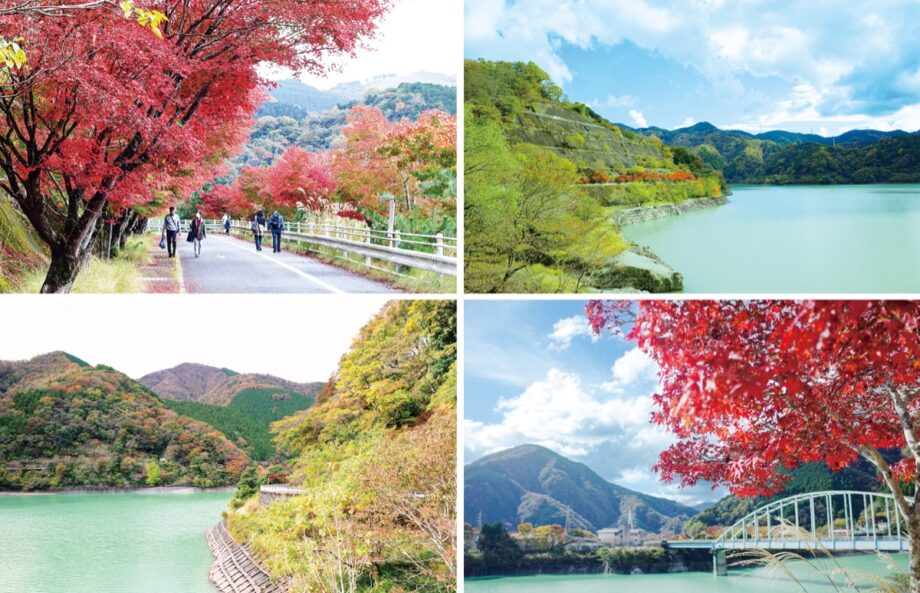 山北町丹沢湖で紅葉が盛り 緑の湖面と赤い路面 神奈川 東京多摩のご近所情報 レアリア