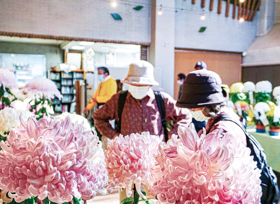 『菊花展』 100種180点を展示 11月28日（日）まで＠大和市
