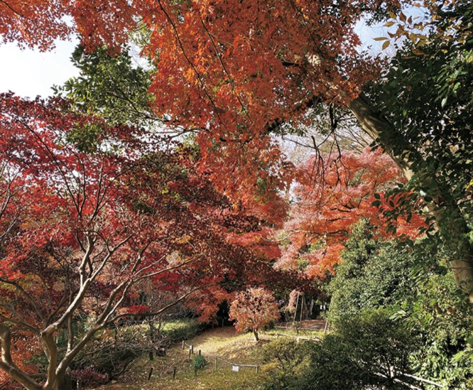 【2021年12月4日・11日】横浜市金沢区の「旧川合玉堂別邸」紅葉の季節に合わせて特別開園