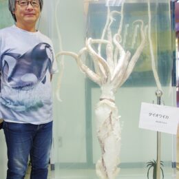 京急油壷マリンパークの標本が観音崎自然博物館へお引越し！