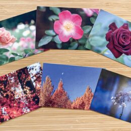 ＜川崎市・生田緑地＞四季折々の植物や風景写真のポストカードに新作が追加！ばら苑の写真も！