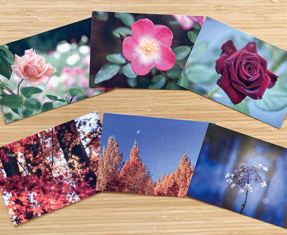 ＜川崎市・生田緑地＞四季折々の植物や風景写真のポストカードに新作が追加！ばら苑の写真も！