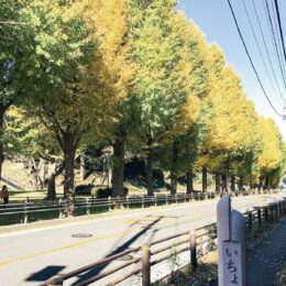 【横浜市】イチョウの｢黄葉｣始まる 保土ヶ谷公園周辺