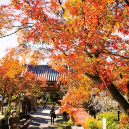 【横浜市都筑区】モミジ色づき、秋深まる 区内の名所、心行寺
