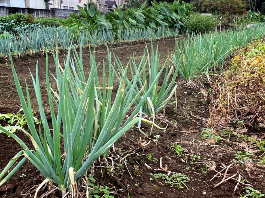 戸塚区で「ねぎ収穫体験 」舞岡ふるさと村で1月15日・22日