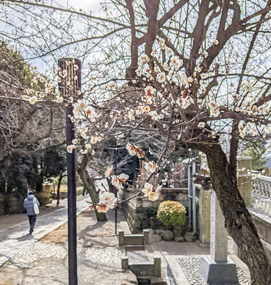 2022＜春の気配＞藤沢・遊行寺に 「例年より早く白梅開花」