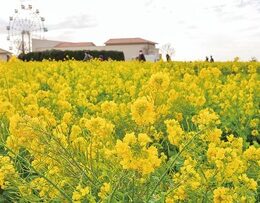 「菜の花まつり」春を告げる黄色の絨毯－横須賀長井海の手公園ソレイユの丘－10万本が見頃