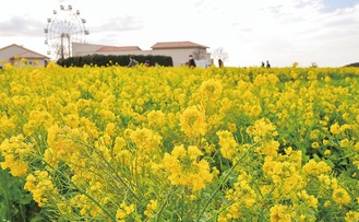 「菜の花まつり」春を告げる黄色の絨毯－横須賀長井海の手公園ソレイユの丘－10万本が見頃
