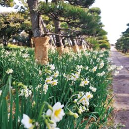 県立城ヶ島公園で「早春」を告げる八重水仙が開花ー2022年は「水仙まつり」は中止にー