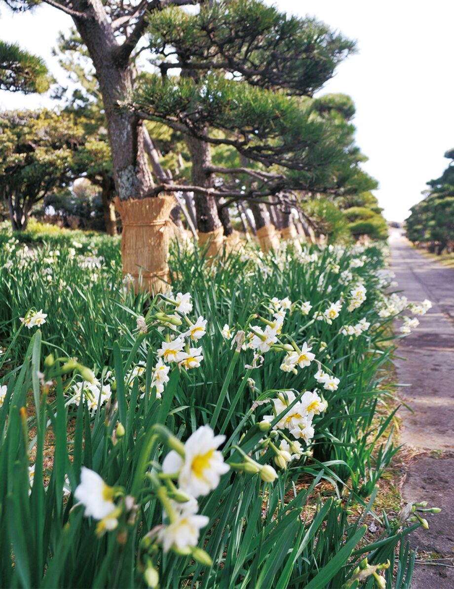 県立城ヶ島公園で「早春」を告げる八重水仙が開花ー2022年は「水仙まつり」は中止にー