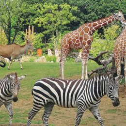 よこはま動物園ズーラシア・金沢動物園共通ご招待券【お年玉プレゼント2025】