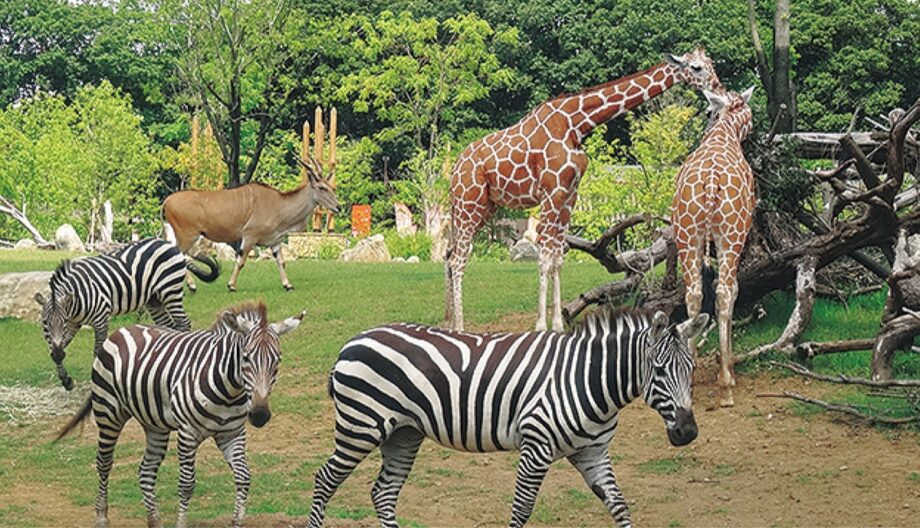 よこはま動物園ズーラシア・金沢動物園共通ご招待券【お年玉プレゼント2025】