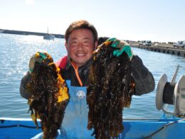 2月17日(土)は茅ヶ崎漁港で【生わかめまつり】！えぼしわかめが2024年も収穫最盛期！柔らかいのに、シャキっとした歯ごたえ「新芽を楽しんで」
