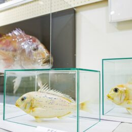 日本人が愛した縁起物の”鯛”グッズやはく製・研究物がズラリ＠横須賀観音崎自然博物館