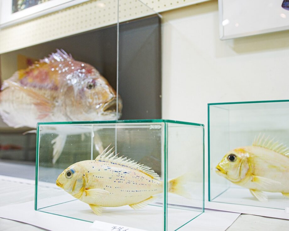 日本人が愛した縁起物の”鯛”グッズやはく製・研究物がズラリ＠横須賀観音崎自然博物館