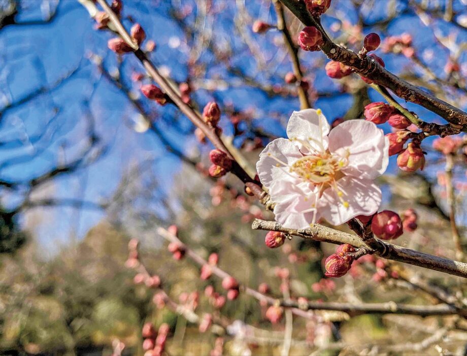 梅、咲き始め＠相模原市緑区：相模原北公園