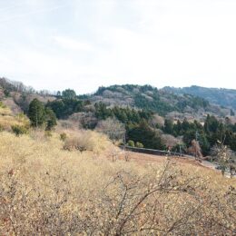 松田町で『寄ロウバイまつり』開催中！日本最大級２万本のロウバイ園が一面黄色に！〈２月６日(日)まで〉