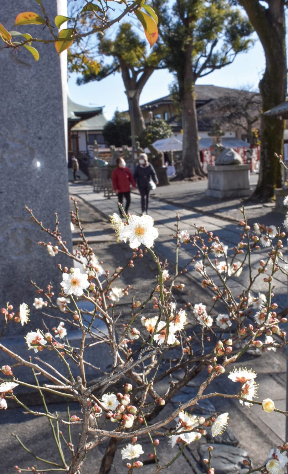 2022年・早咲きの白梅、開花＠東京都町田市：町田天満宮