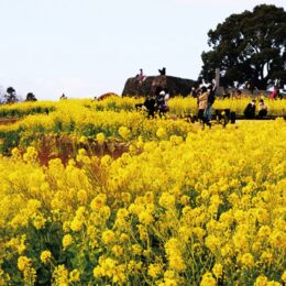 2022年も「吾妻山菜の花ウォッチング」６万株の菜の花が満開＠二宮町吾妻山公園