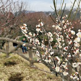 三浦半島最大の梅林-横須賀・田浦梅の里-平年より開花遅れ「田浦梅まつり」は2022年も中止に