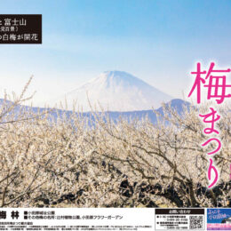 『第53回小田原梅まつり』2023年は一部規模を縮小して開催！霊峰富士を背景に梅花見を