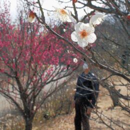 梅の花「紅白」共演　本郷ふじやま公園の梅林＠横浜市栄区