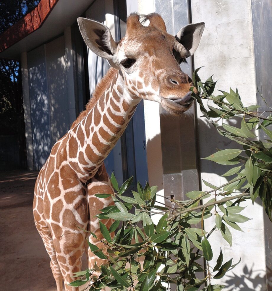 ＜締め切り2月20日＞キリンの赤ちゃん　愛称を投票で募集中！＠金沢動物園